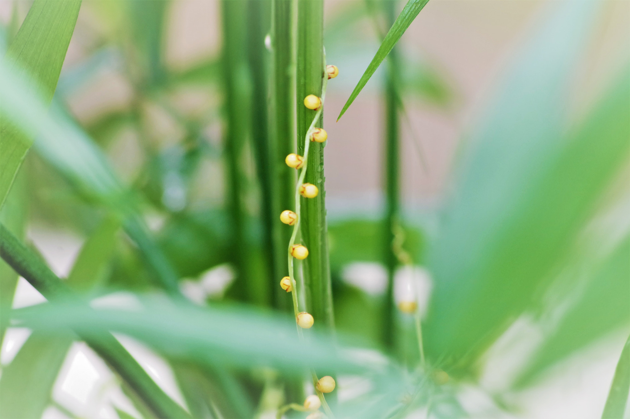 Pentax K-S2 + HD Pentax DA 55-300mm F4.0-5.8 ED WR sample photo. Tiny seeds photography