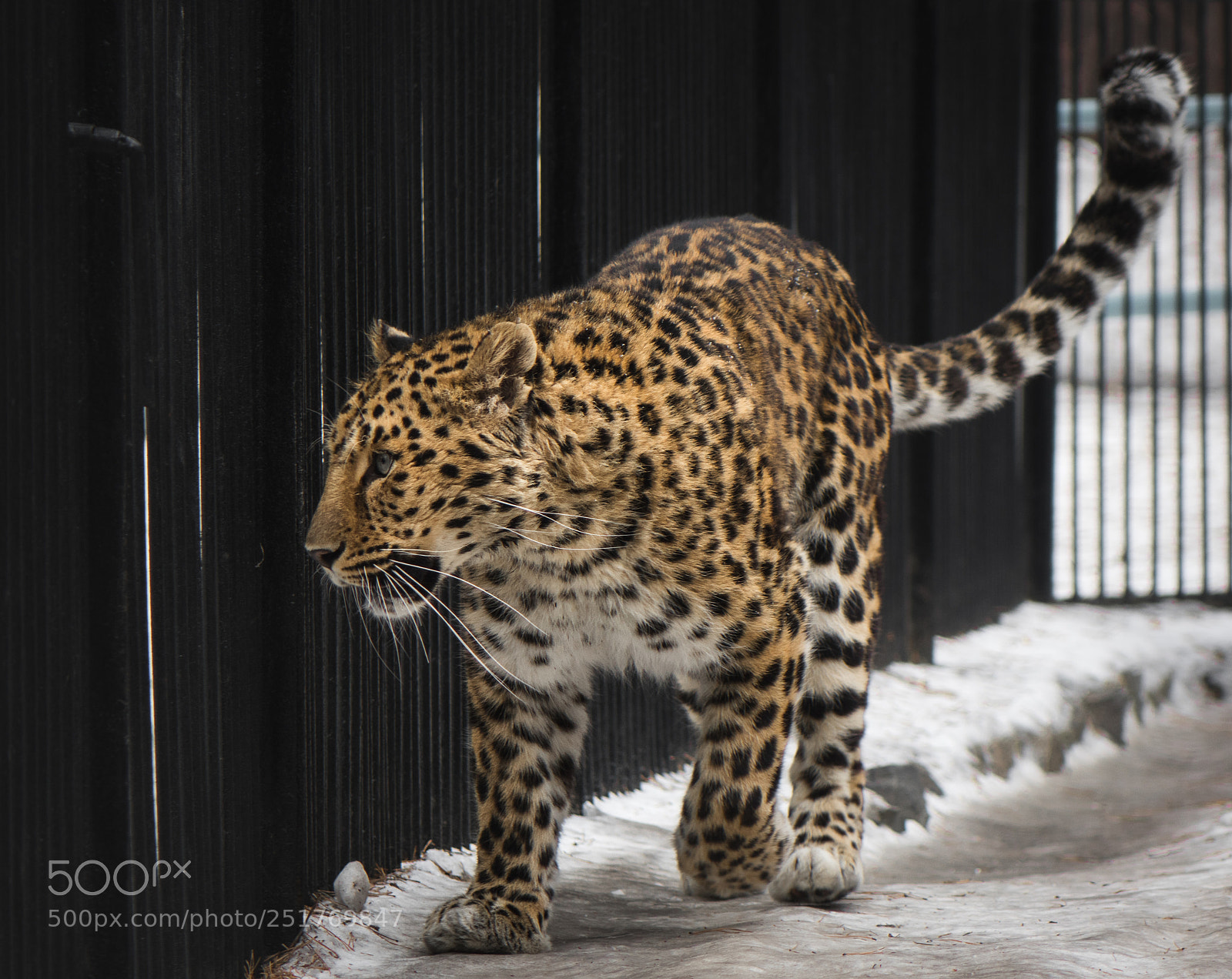 Sony Cyber-shot DSC-RX10 sample photo. Leopard photography
