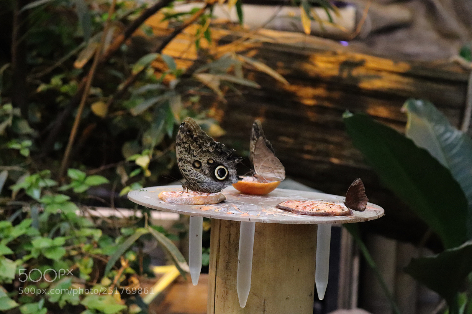 Canon EOS 77D (EOS 9000D / EOS 770D) sample photo. Feeding the butterflies  photography