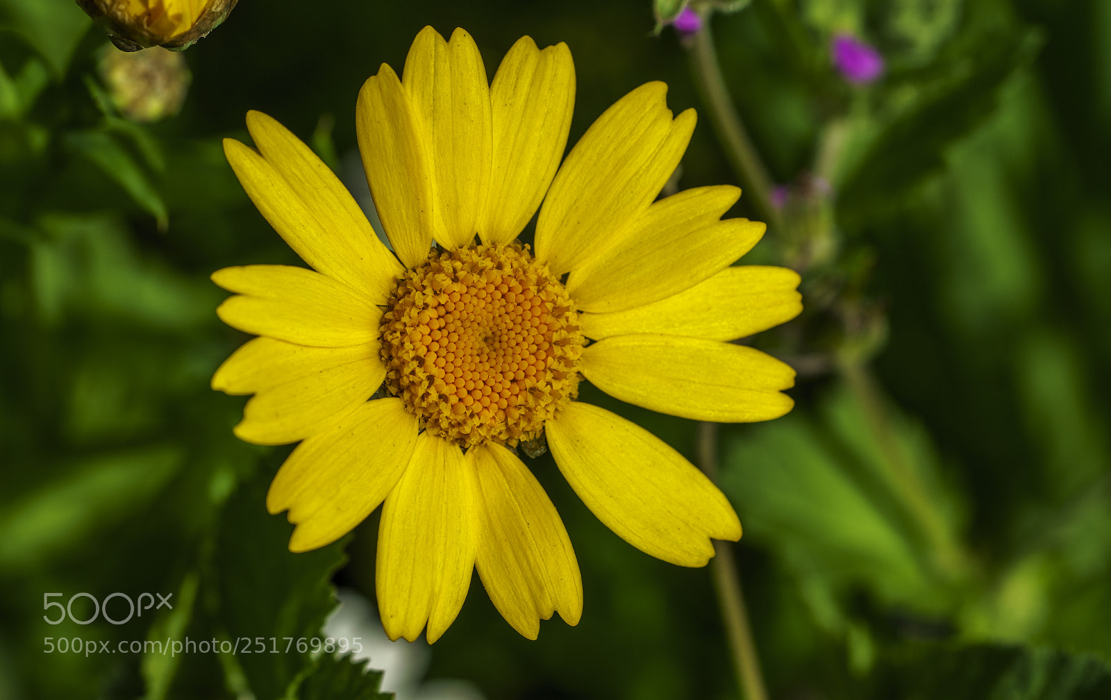 Sony a7R II sample photo. Spring (v)... photography