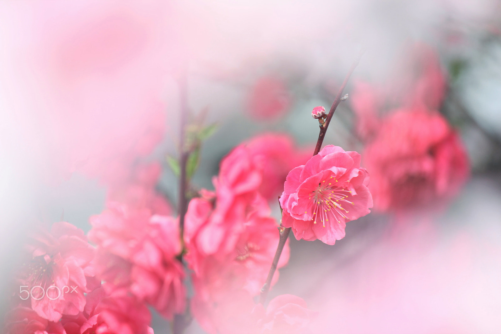 Canon EF-S 55-250mm F4-5.6 IS II sample photo. Spring dream photography