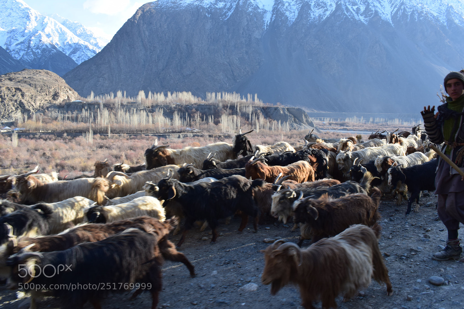 Nikon D5300 sample photo. Goat herder & goats photography