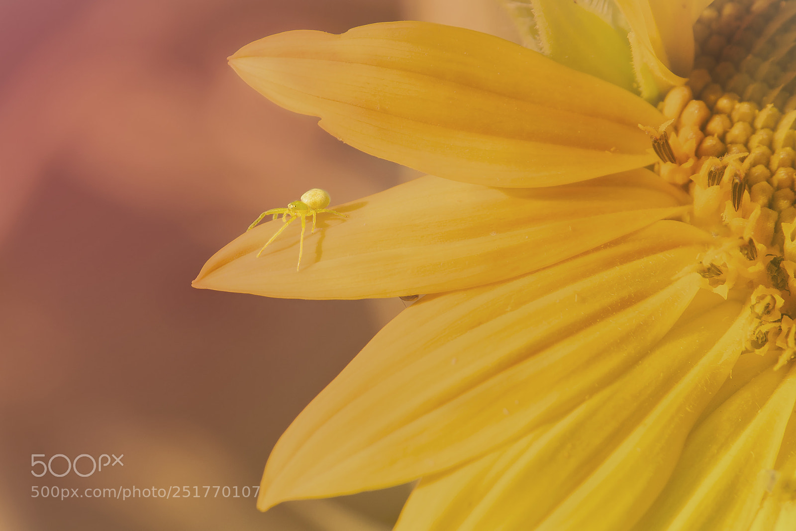 Nikon D3300 sample photo. Sun flower spider photography