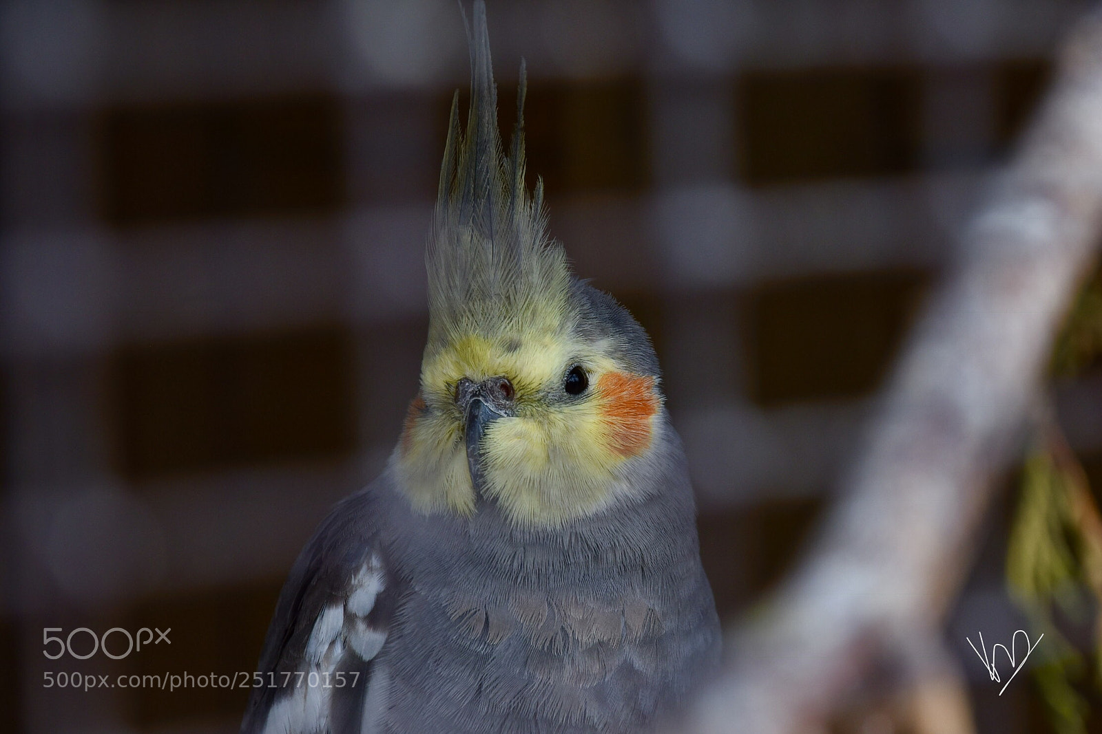 Nikon D5600 sample photo. Lovely bird photography
