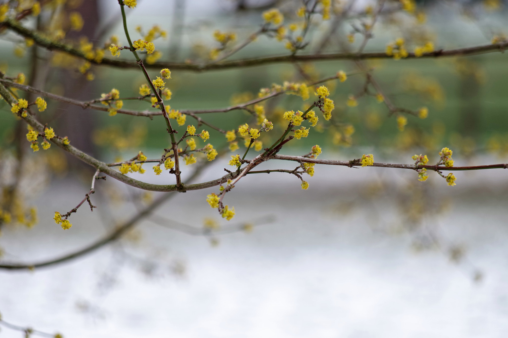 Pentax K-S2 + smc Pentax-DA L 50-200mm F4-5.6 ED WR sample photo. To early... photography