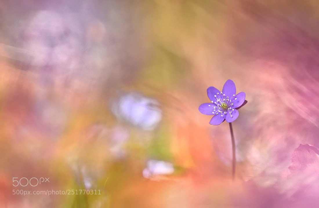 Nikon D7200 sample photo. Colourful spring photography