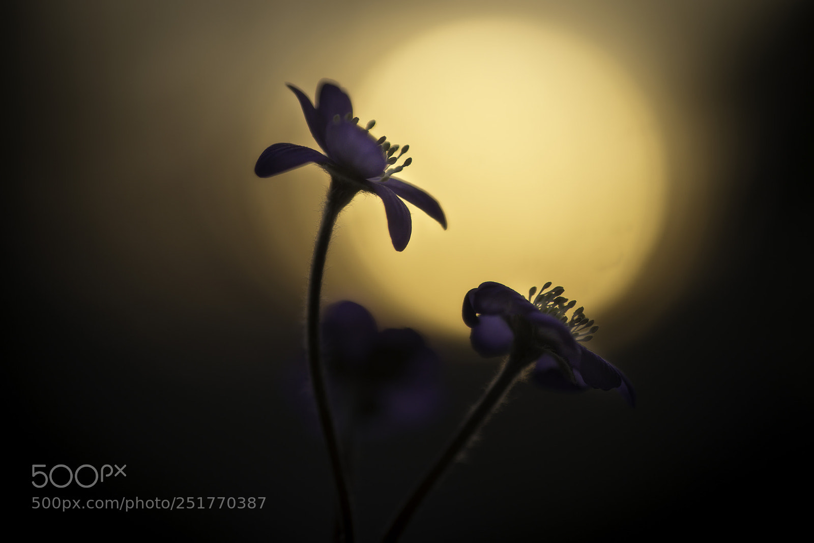 Nikon D800 sample photo. Spring photography