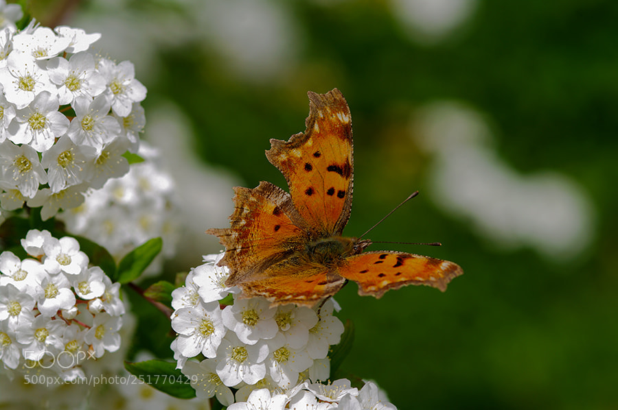 Pentax K20D sample photo. Buterfly photography