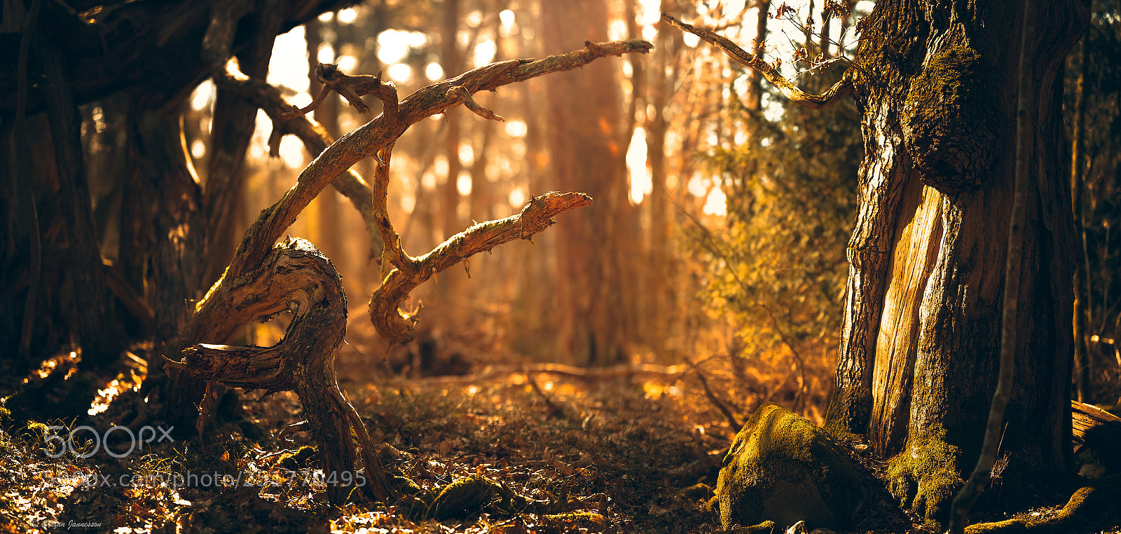 Canon EOS 5DS R sample photo. There is a way photography