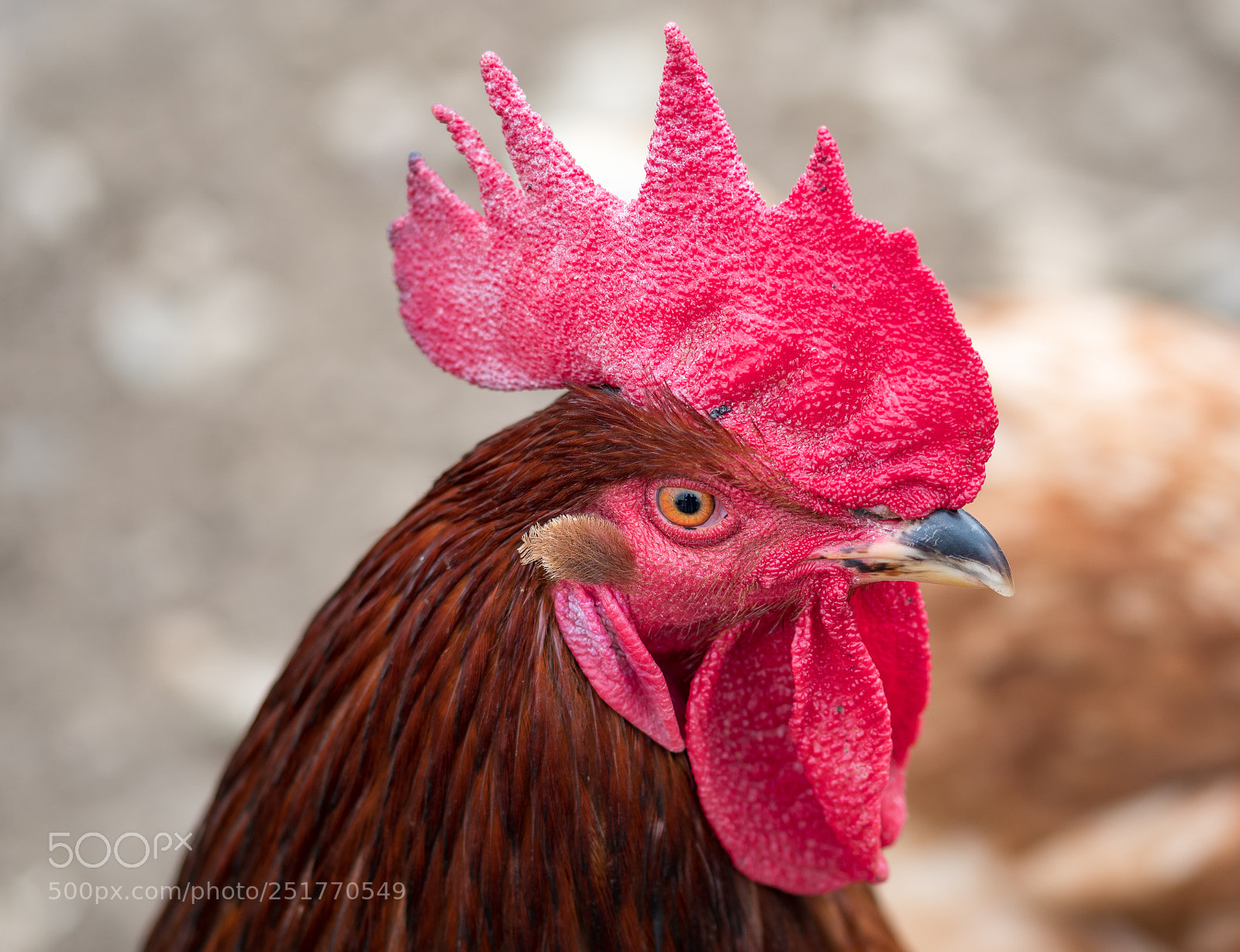 Nikon D500 sample photo. Rooster photography