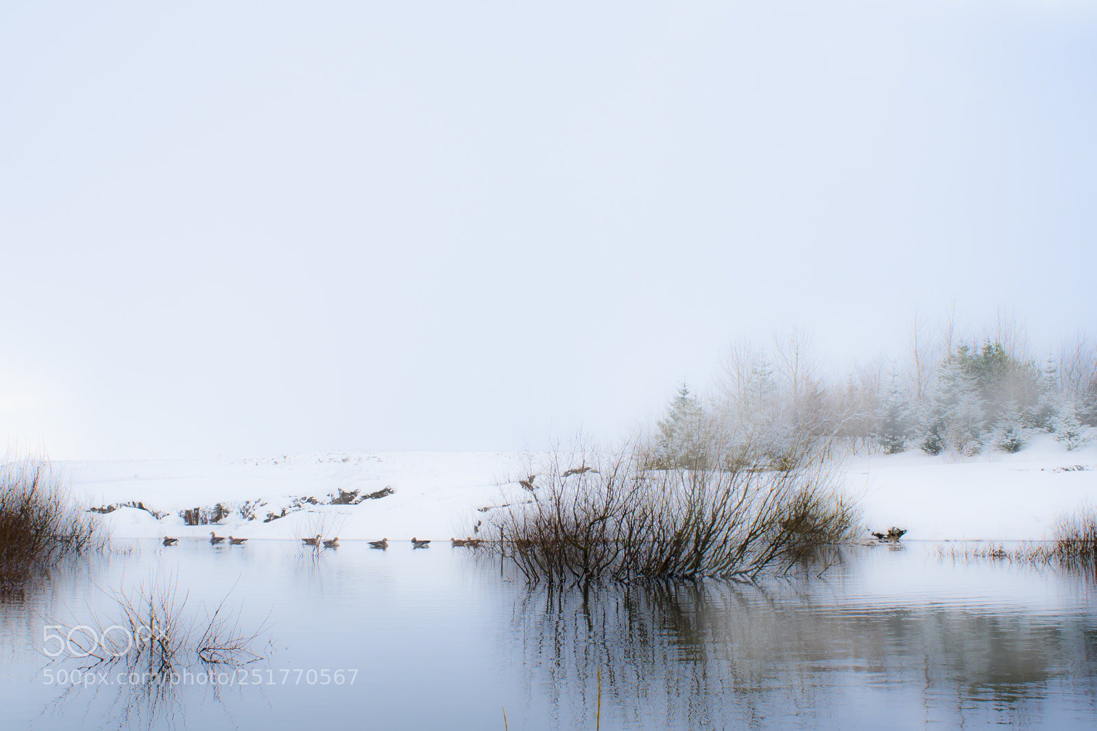 Canon EOS 1000D (EOS Digital Rebel XS / EOS Kiss F) sample photo. Gooses in fog photography