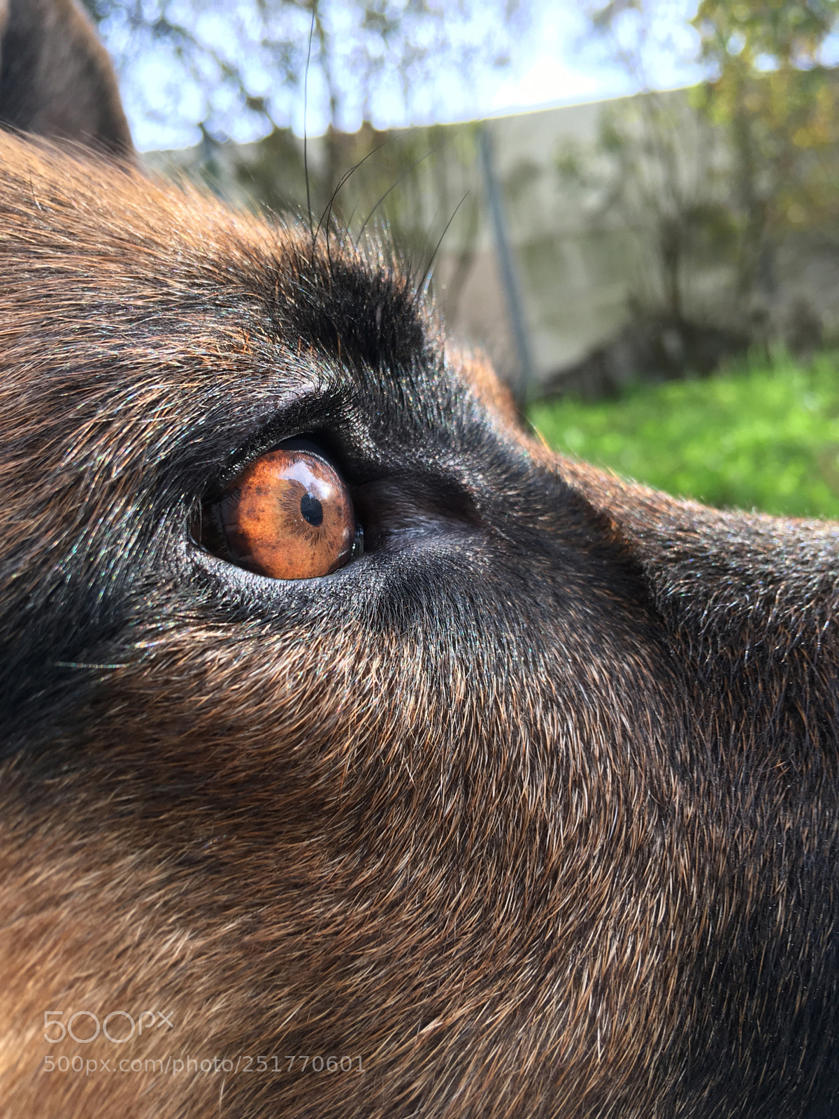 Apple iPhone SE sample photo. Focusing  photography
