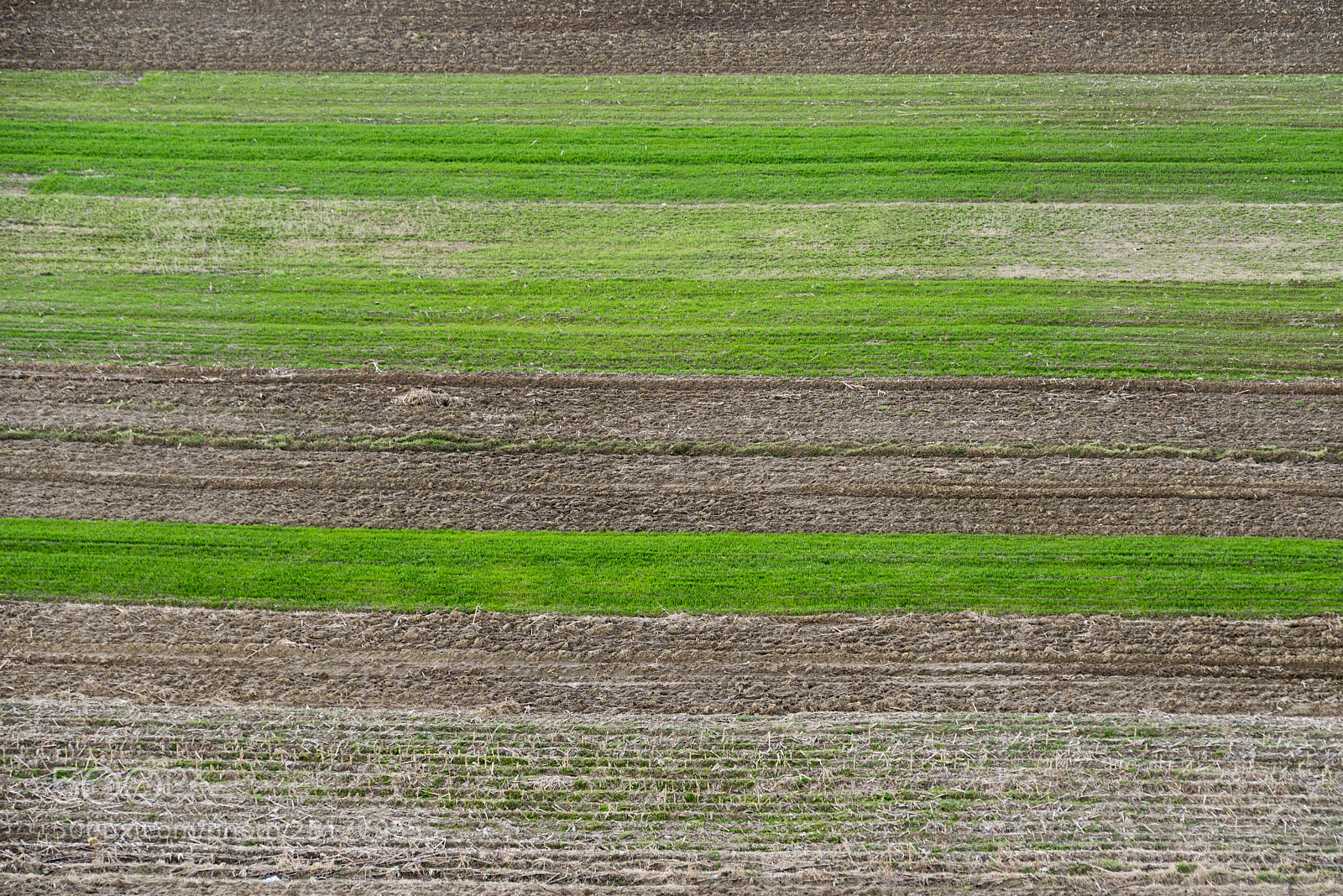 Nikon D800 sample photo. The orderly field photography