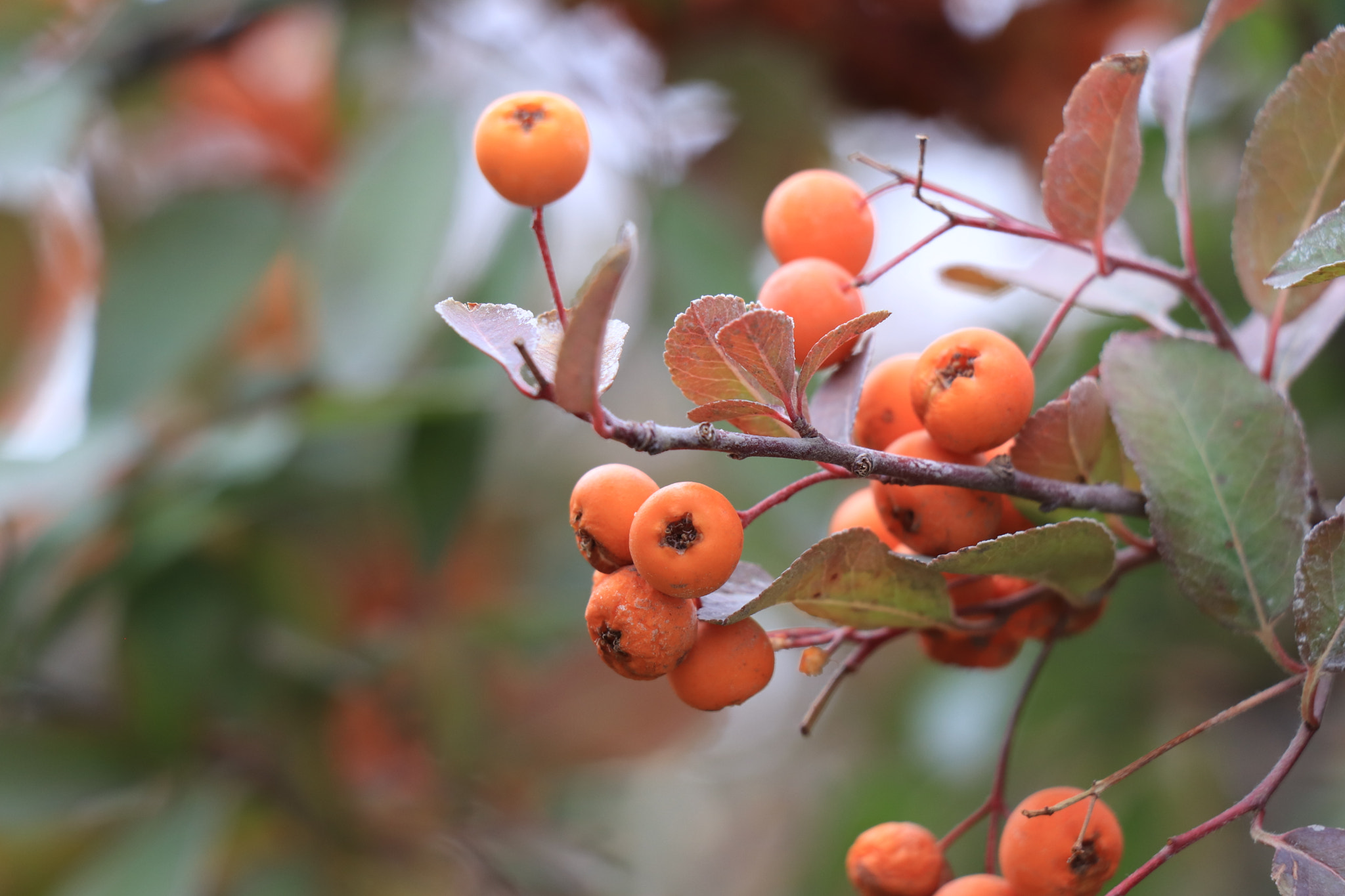 Canon EOS 77D (EOS 9000D / EOS 770D) sample photo