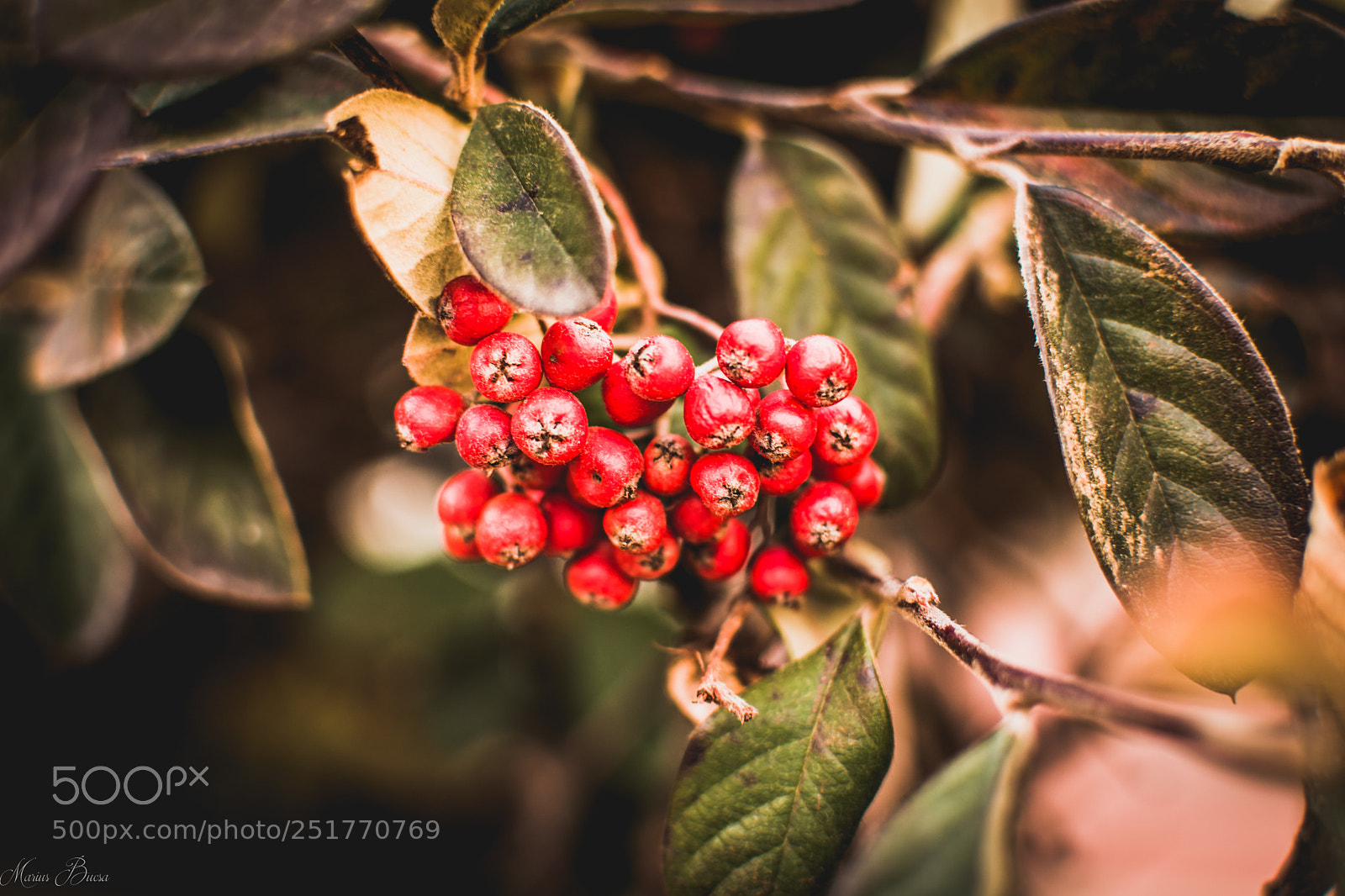 Nikon D5600 sample photo. Berries? photography