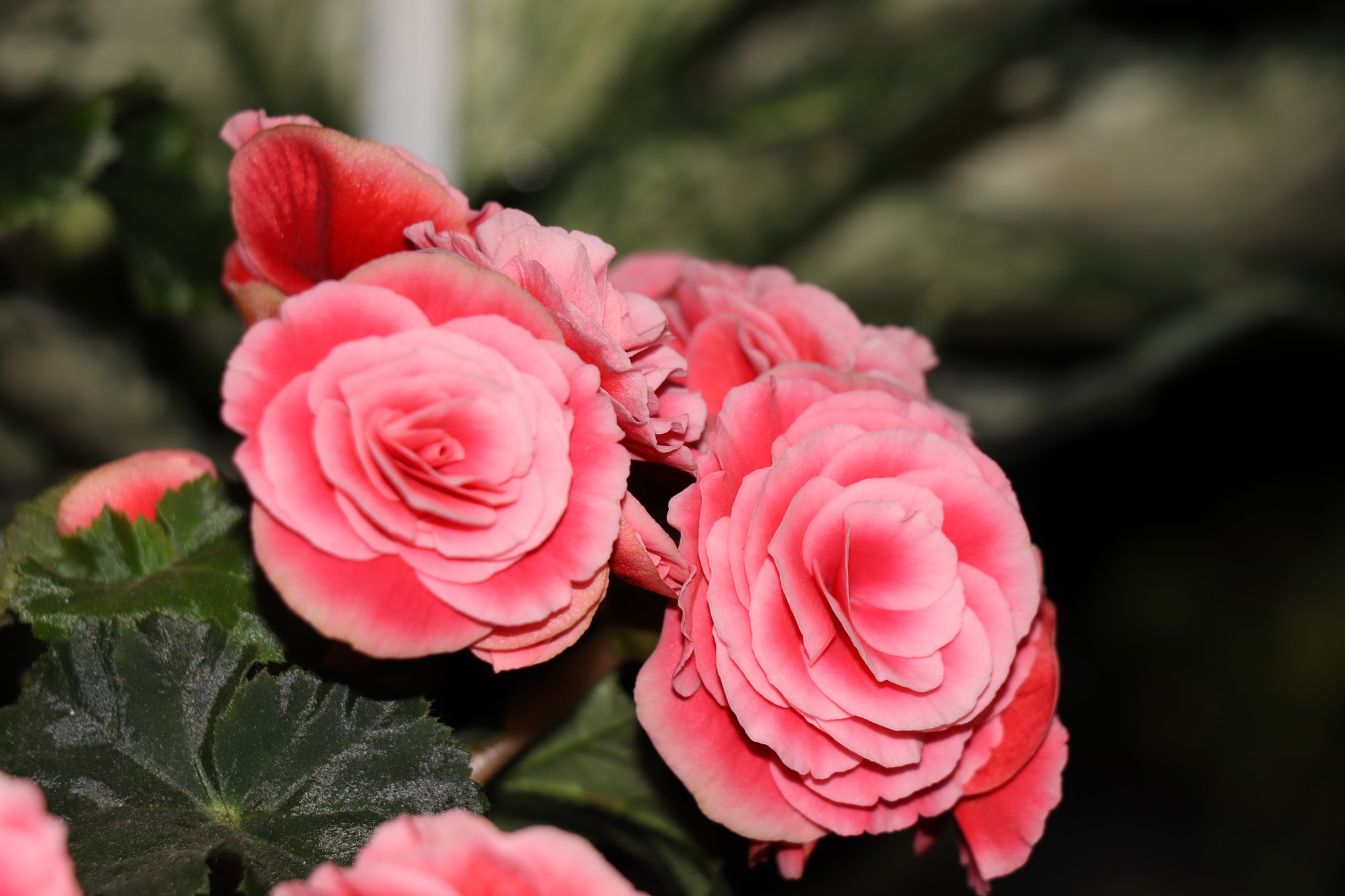 Canon EOS 77D (EOS 9000D / EOS 770D) sample photo