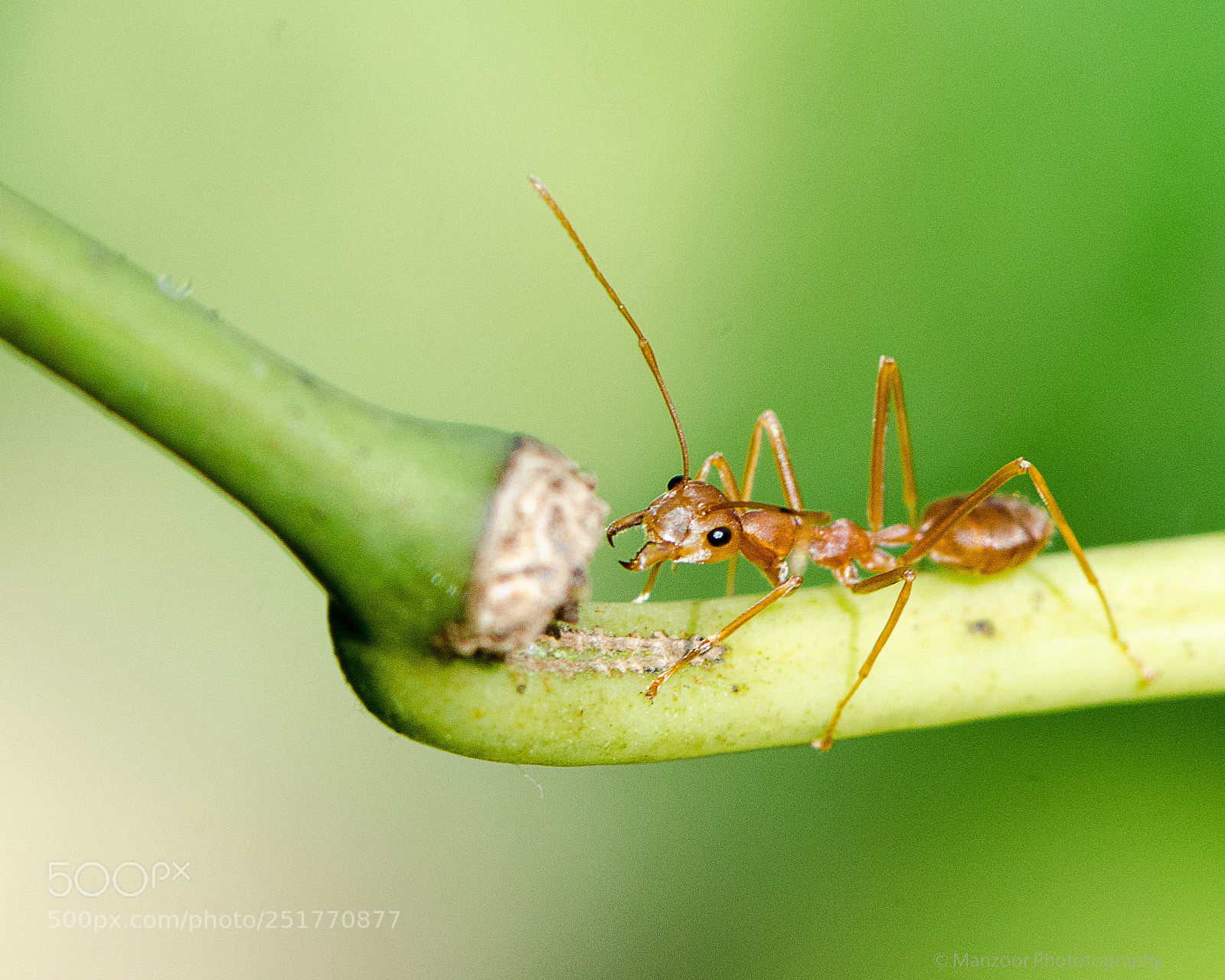 Nikon D7000 sample photo. Starring ant photography