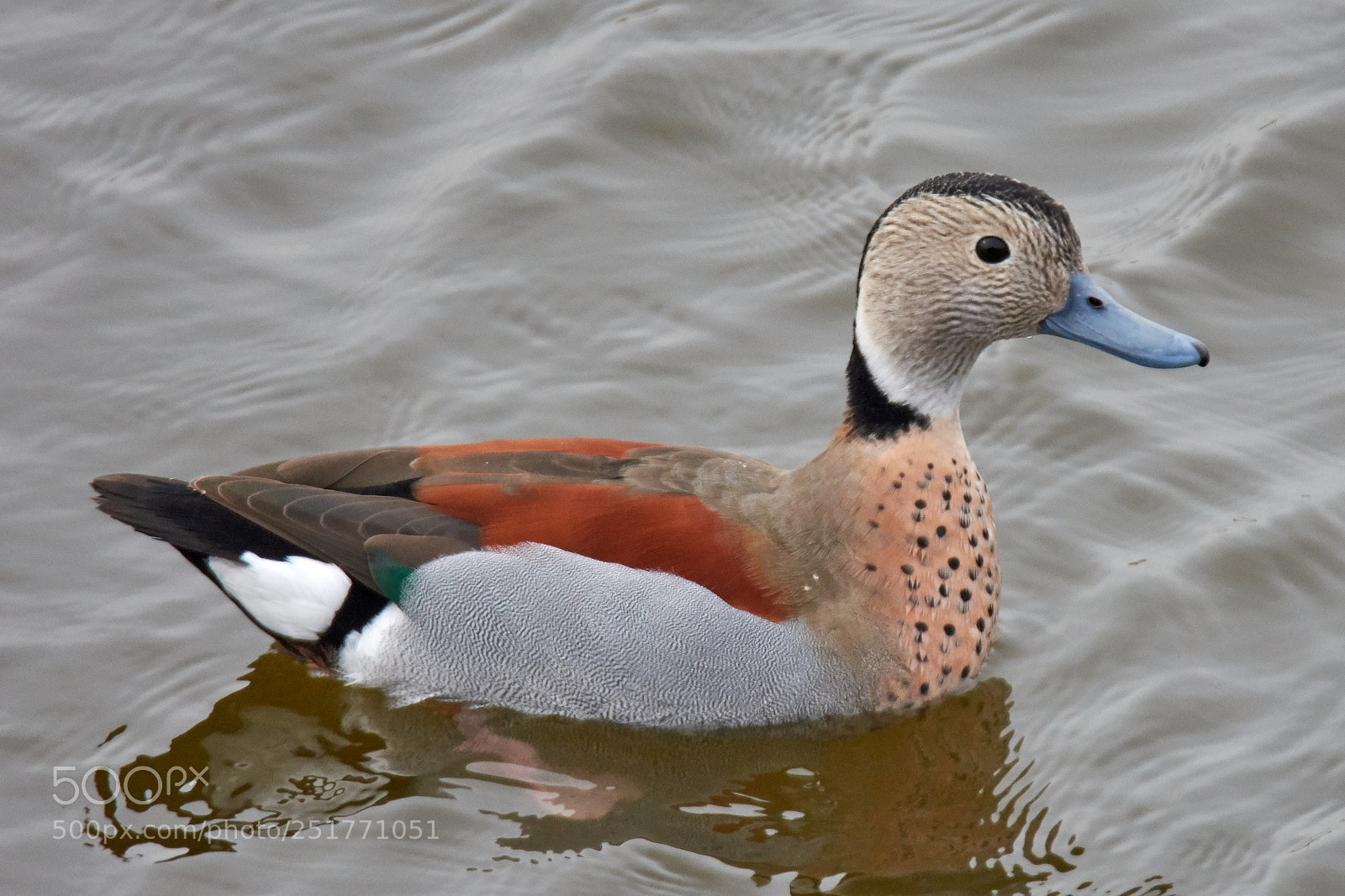 Nikon D7200 sample photo. Ringed teal photography