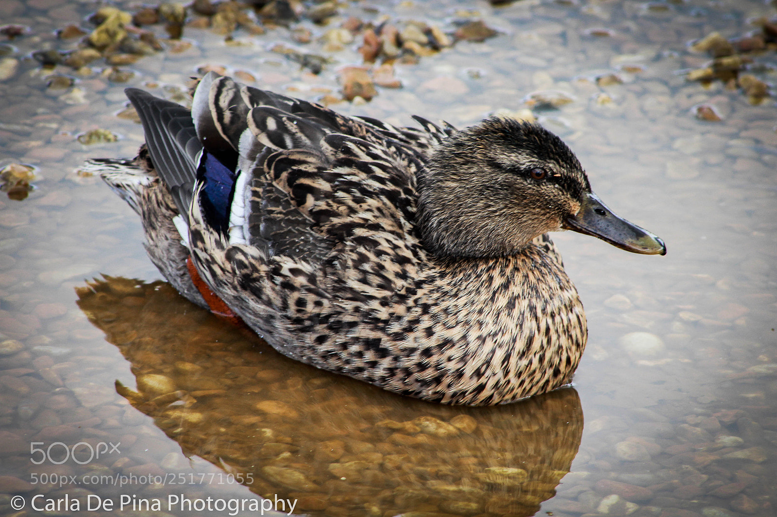 Canon EOS 700D (EOS Rebel T5i / EOS Kiss X7i) sample photo. Easter duck.. photography