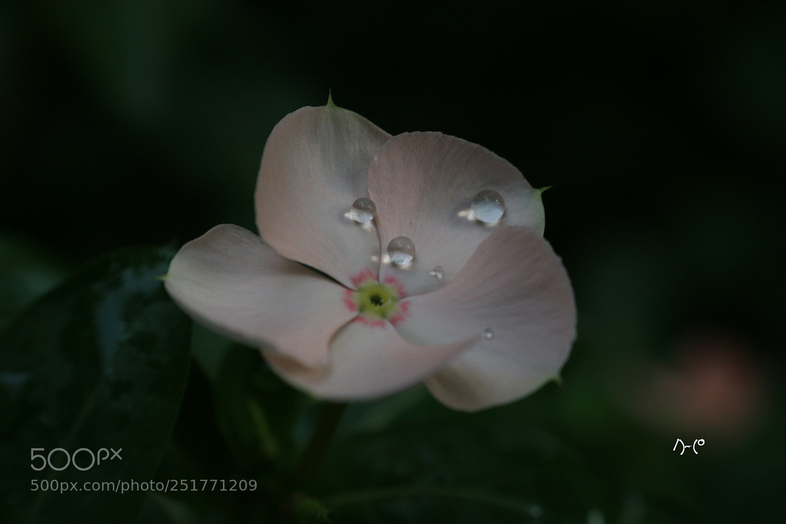 Canon EOS M10 sample photo. Pearl photography