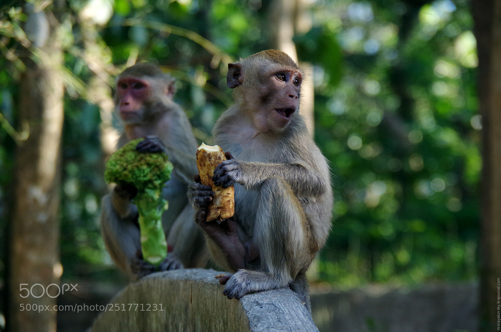Pentax K-30 sample photo. Macaques photography