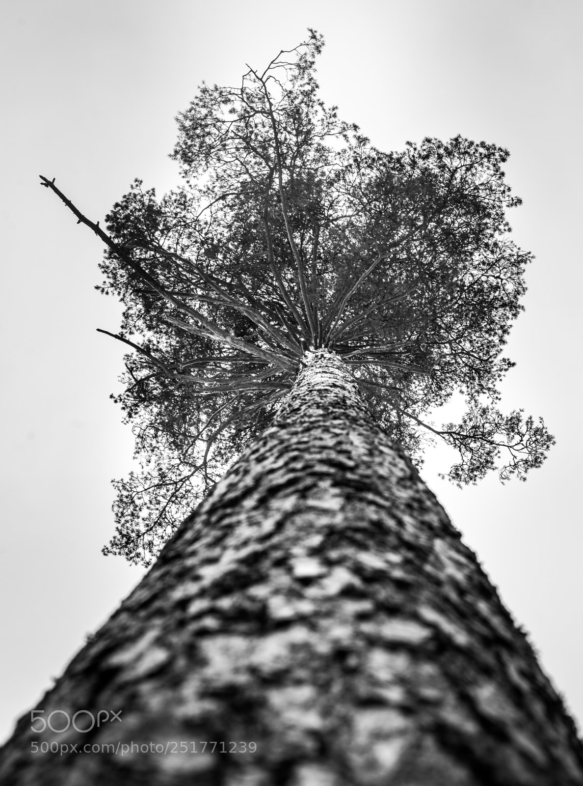 Nikon D600 sample photo. Lonely tree photography