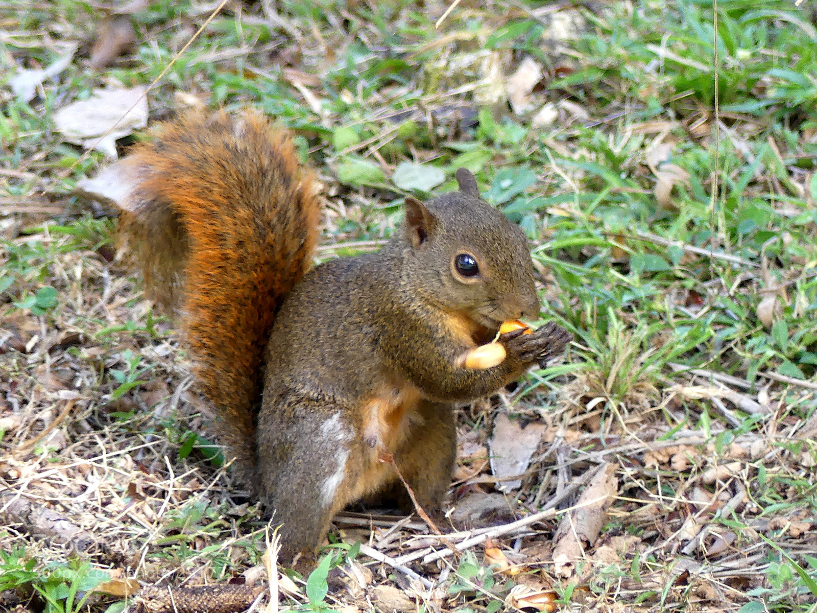Panasonic Lumix DMC-FZ300 sample photo. Squirrel 2 photography