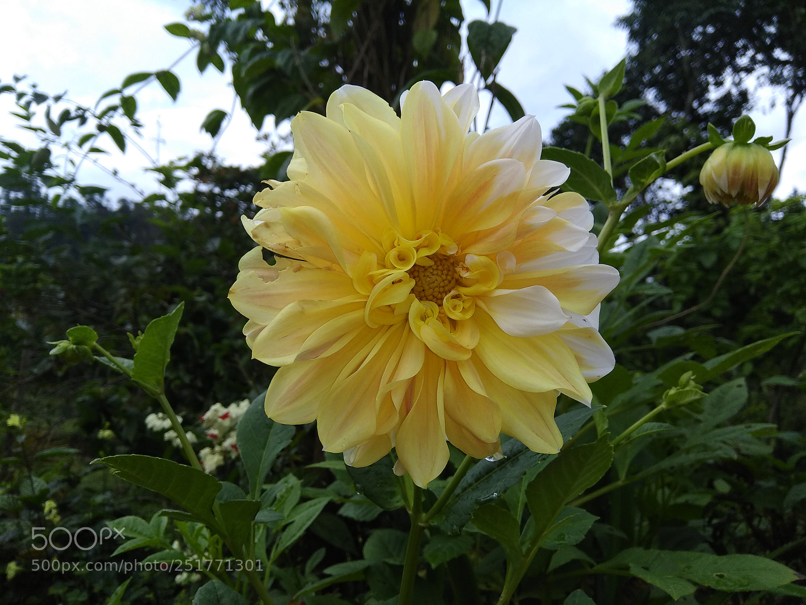 Xiaomi Redmi Note 4 sample photo. Pale yellow photography