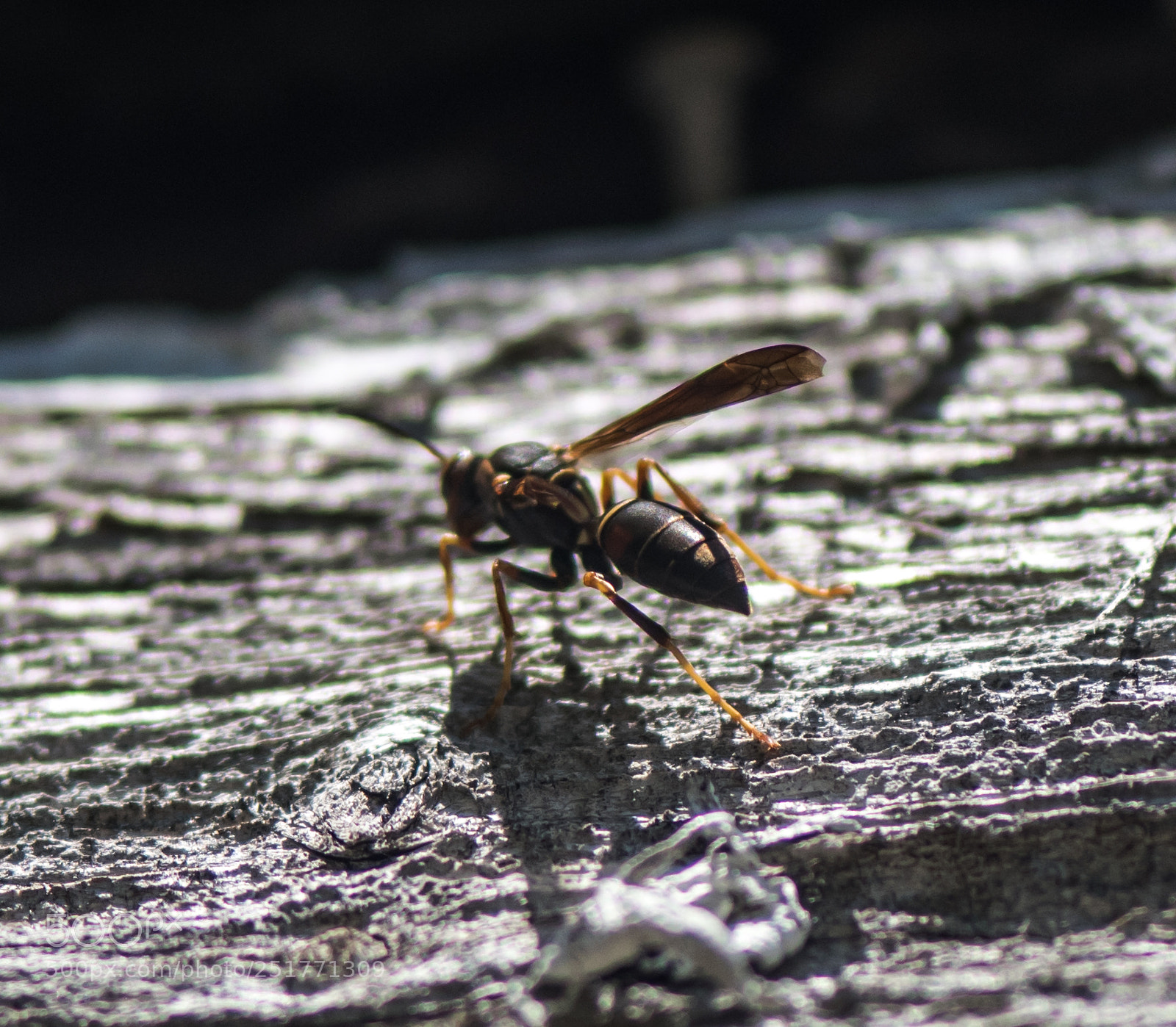 Nikon D810 sample photo. Wood wasp photography