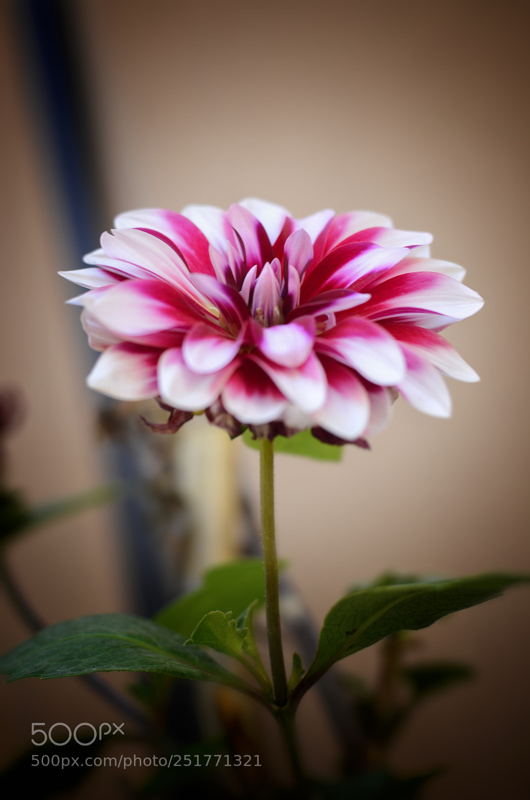 Nikon D7000 sample photo. The flower photography