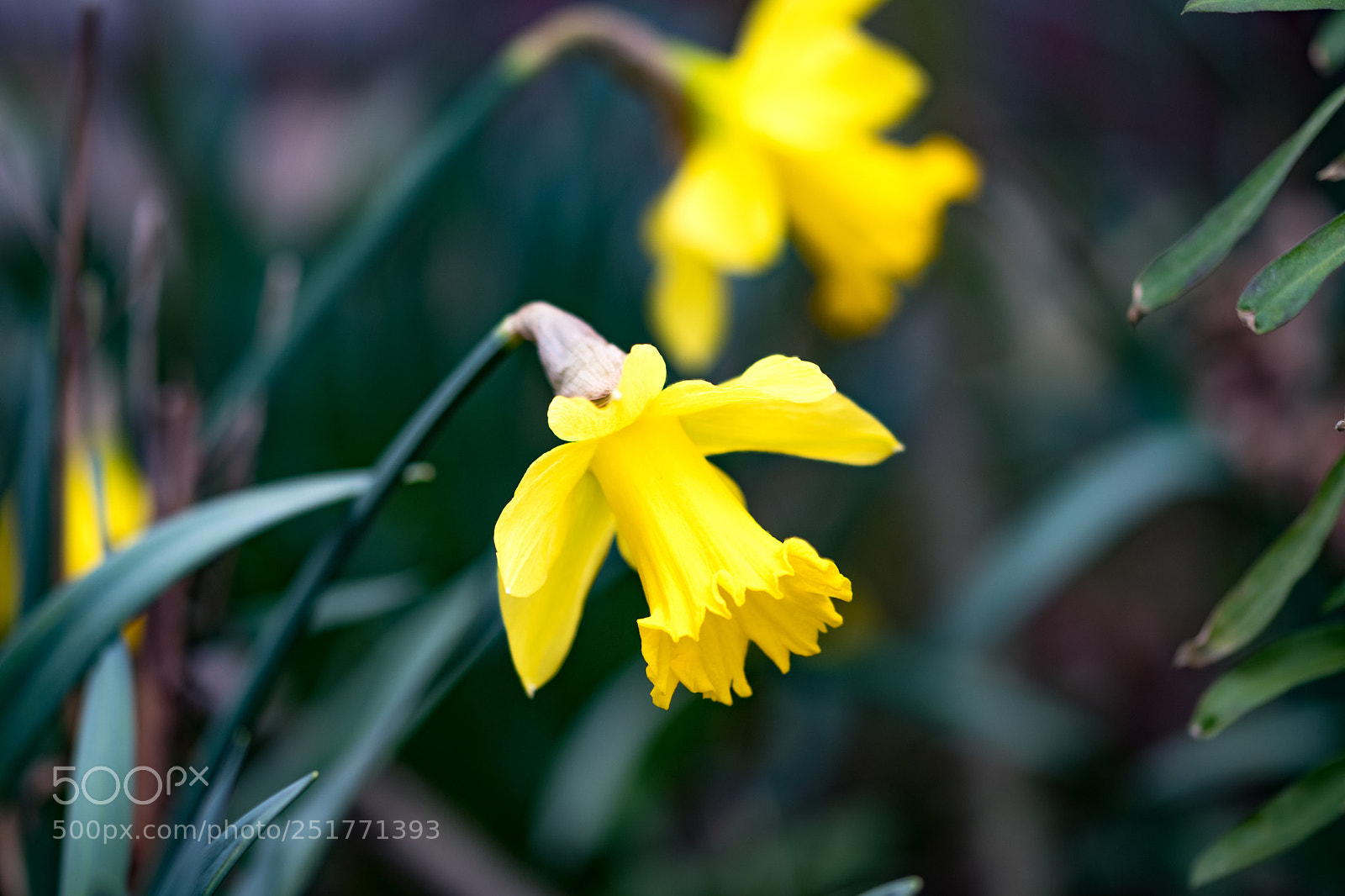 Nikon D500 sample photo. Spring time photography
