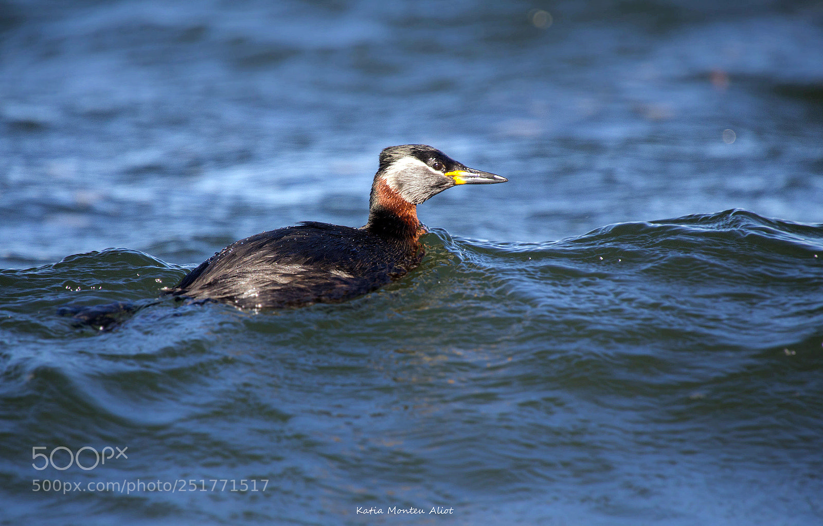 Canon EOS 60D sample photo. Podiceps grisegena photography