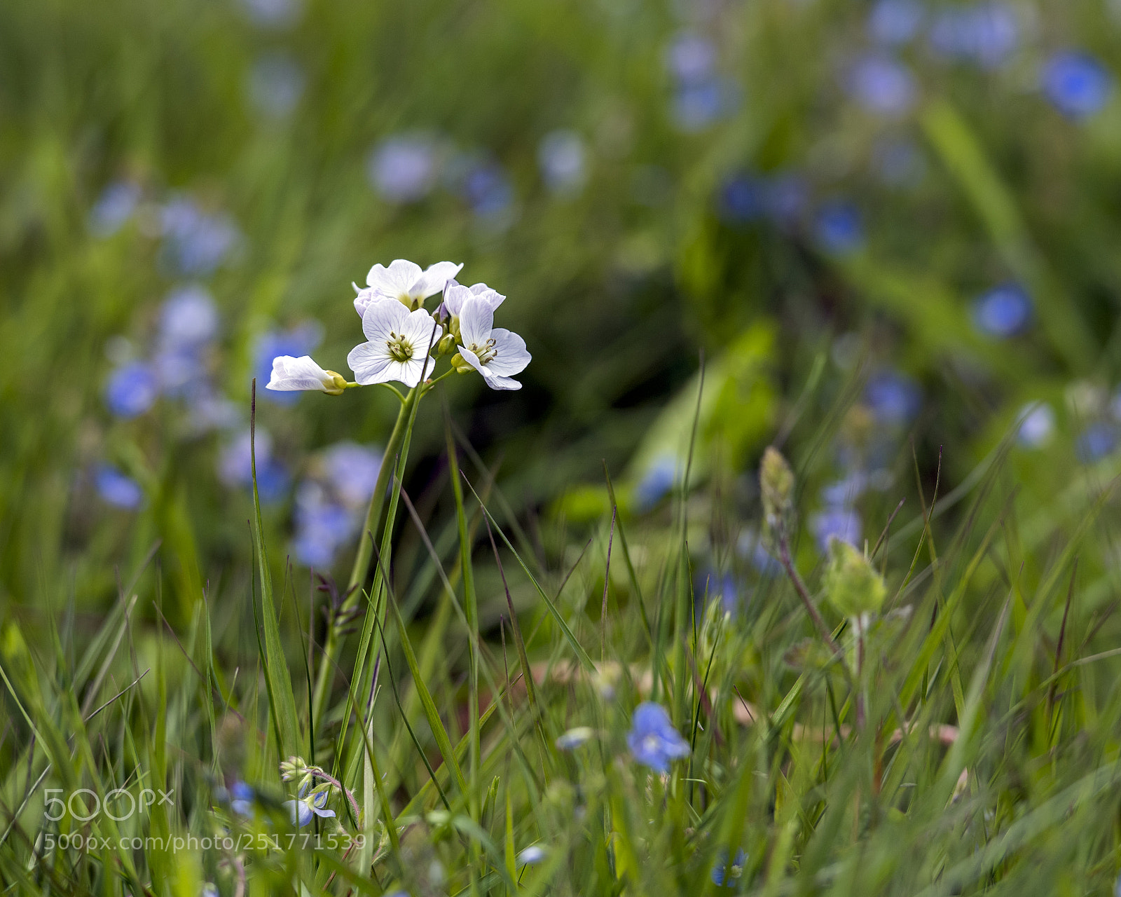 Nikon D810 sample photo. Promise of warmer days photography