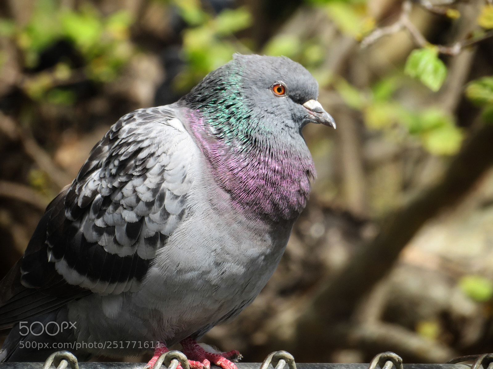 Canon PowerShot SX720 HS sample photo. Rock pigeon  photography