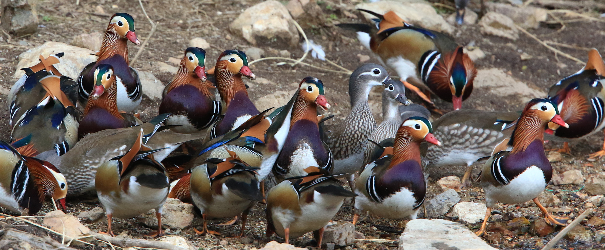 Canon EOS 7D Mark II sample photo. ん！？  mandarin duck photography