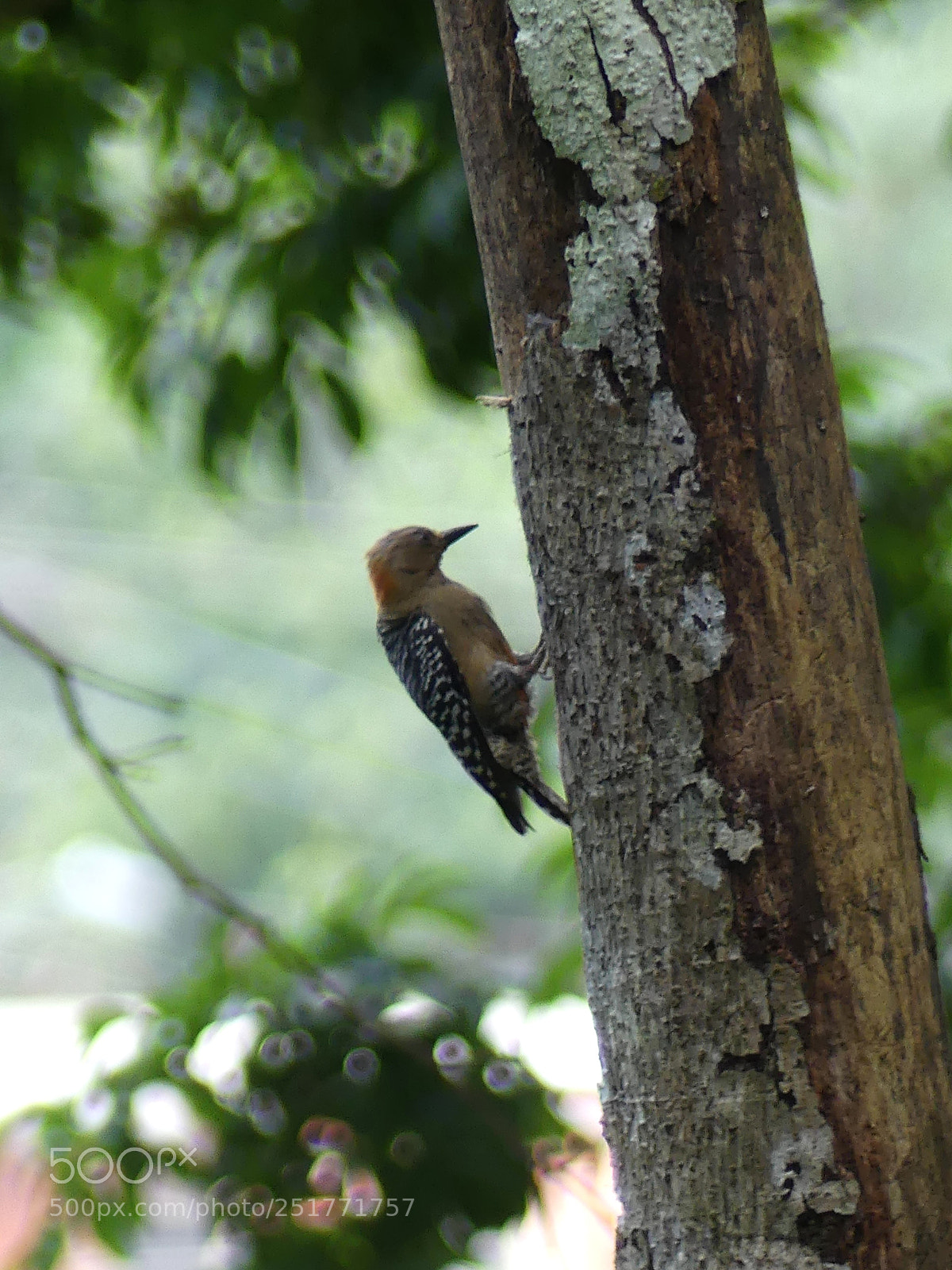 Panasonic Lumix DMC-FZ300 sample photo. Red-crowned woodpecker pic couronne photography