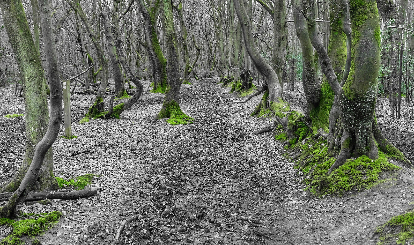 Fujifilm X-T20 sample photo. Woodland walk photography