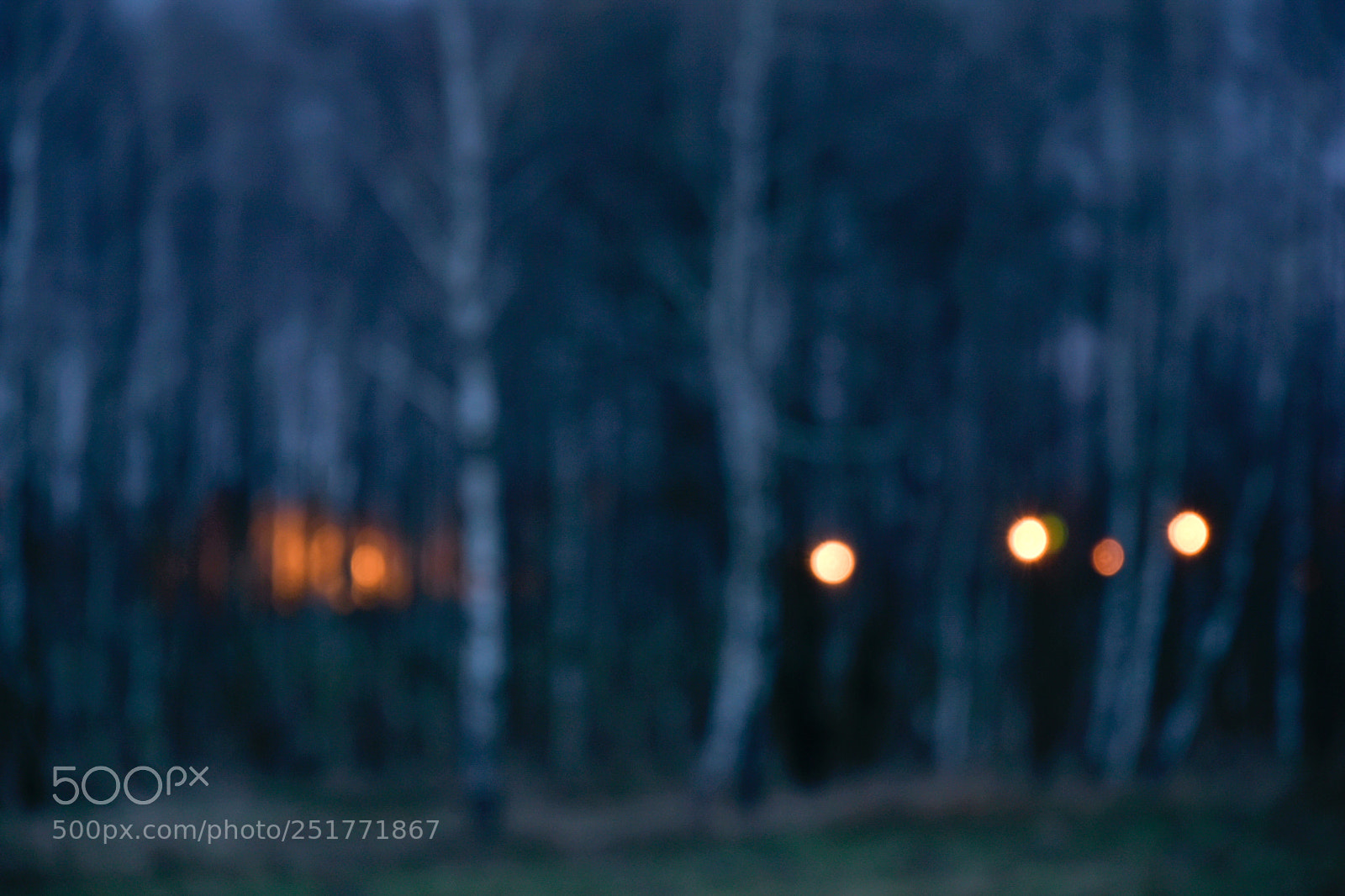 Nikon D5500 sample photo. Lights in the woods 1 photography