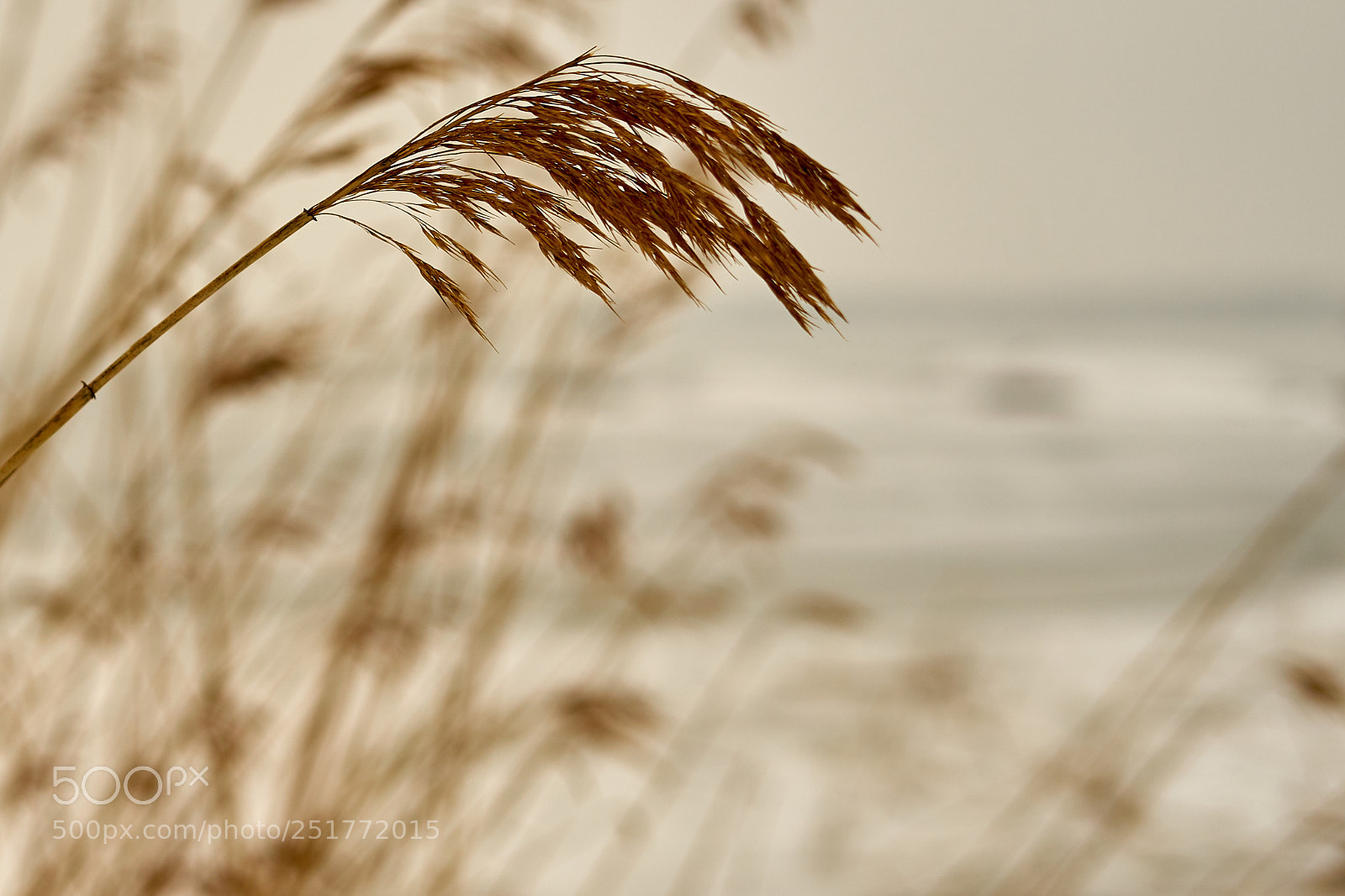 Sony a7 sample photo. Spike of dry plants. photography