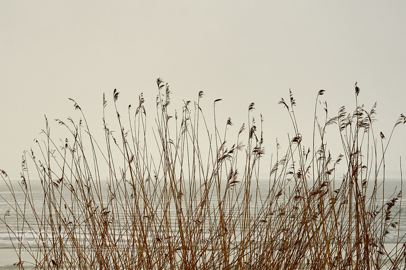 Sony a7 sample photo. Dry plants on the photography