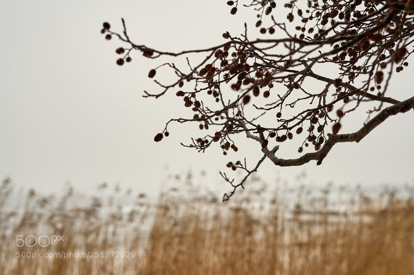 Sony a7 sample photo. Branch with cones. photography