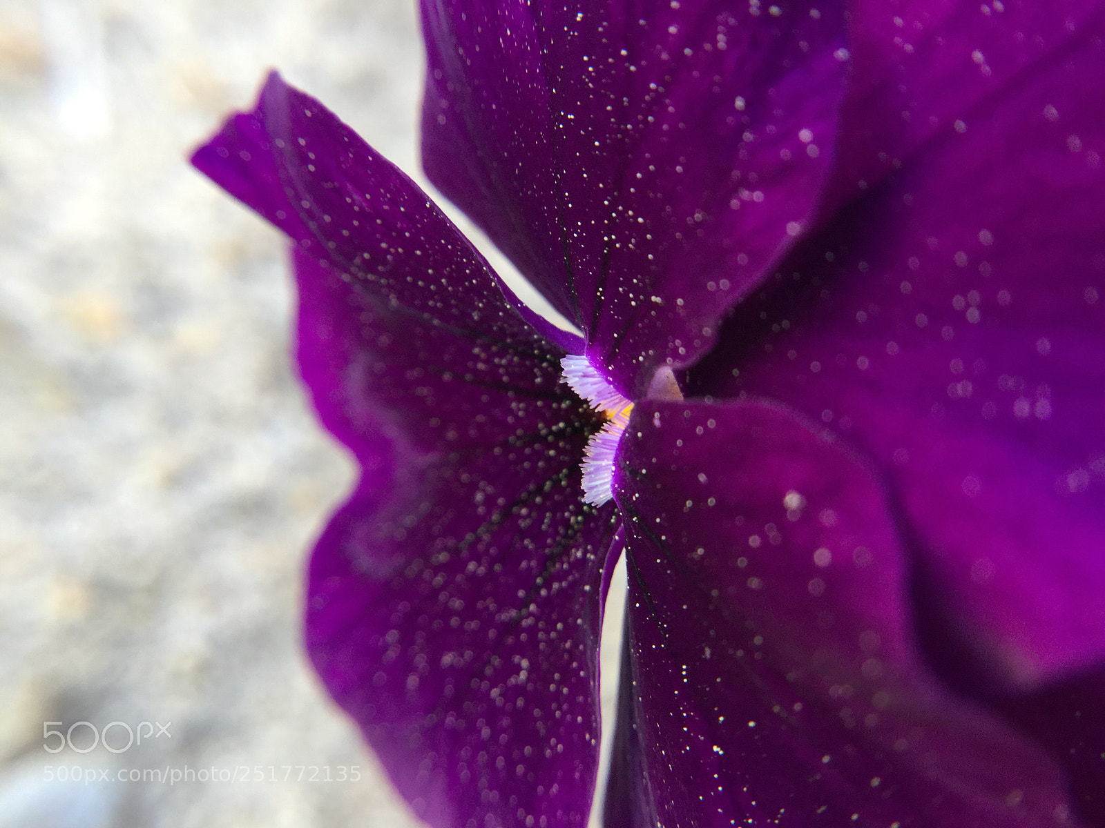 Apple iPad Air 2 sample photo. Purple pansy photography