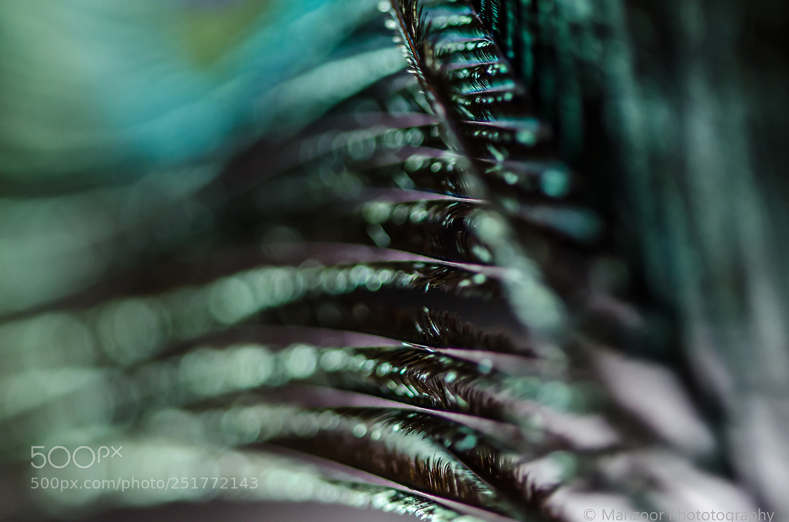 Nikon D7000 sample photo. Peacock feather photography