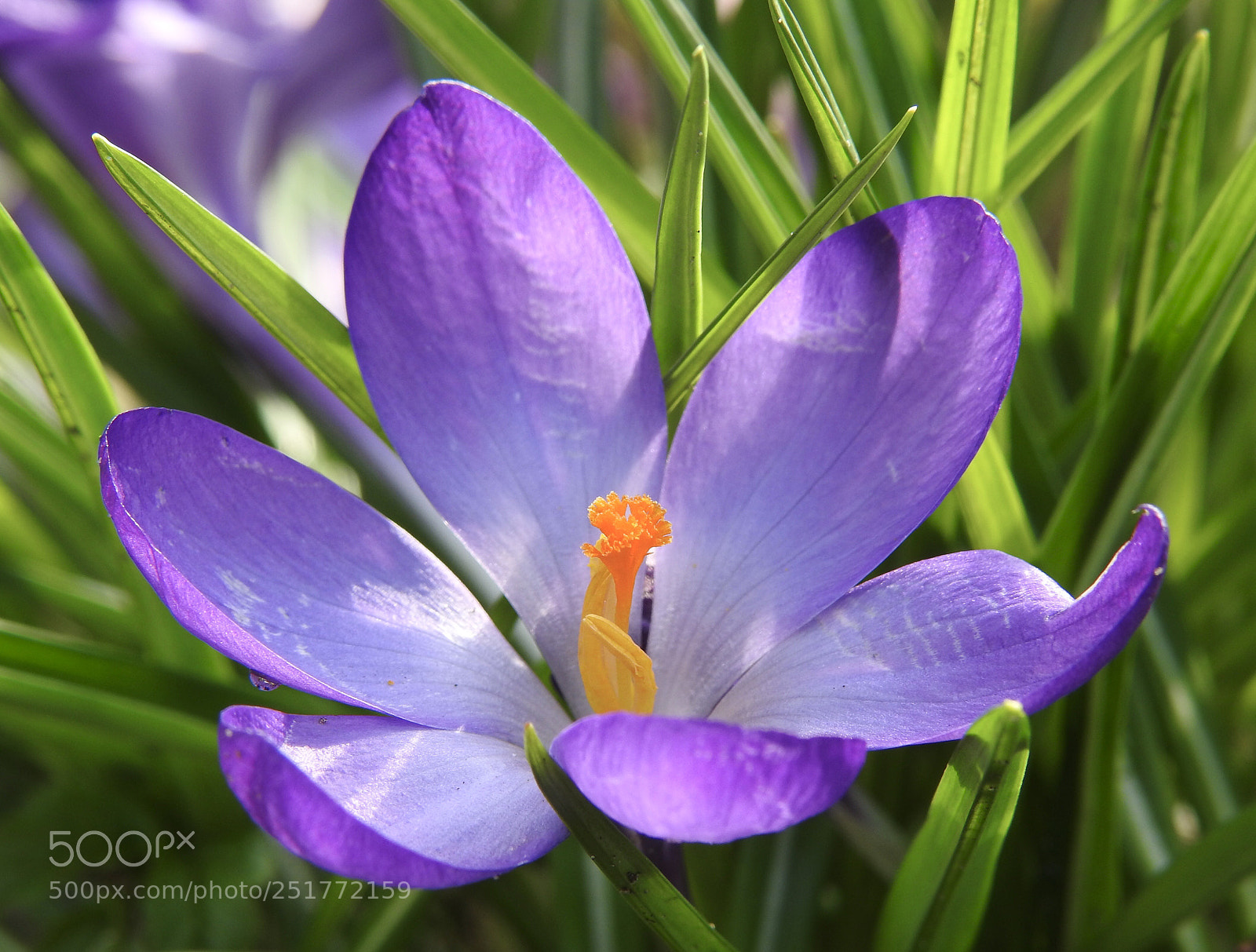 Nikon Coolpix P900 sample photo. ?happy easter?
?fijne paasdagen? photography