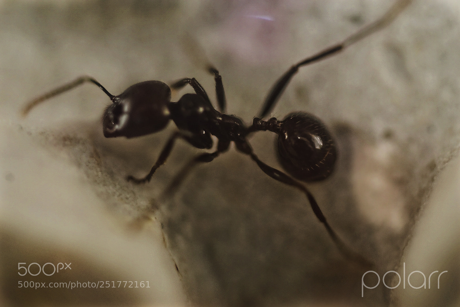 Sony ILCA-77M2 sample photo. Fourmi.jpg photography