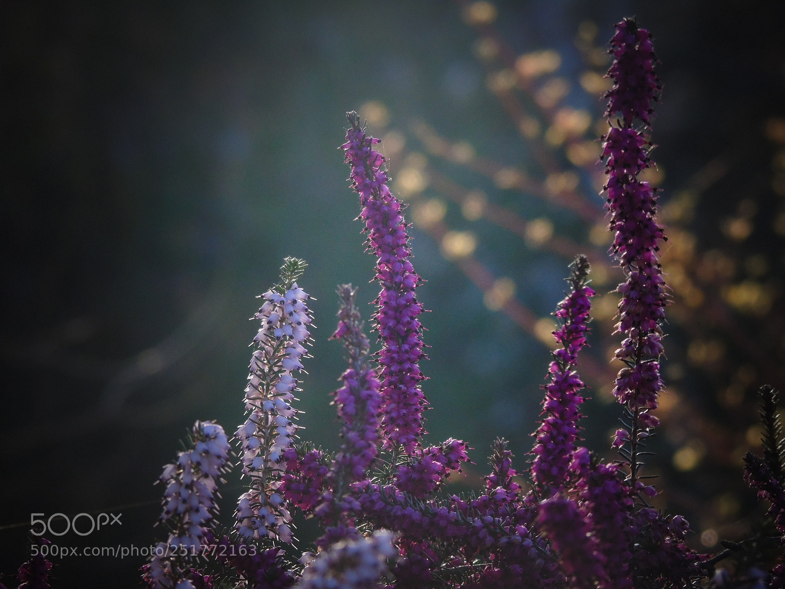 Sony Cyber-shot DSC-H400 sample photo. Le bonheur photography