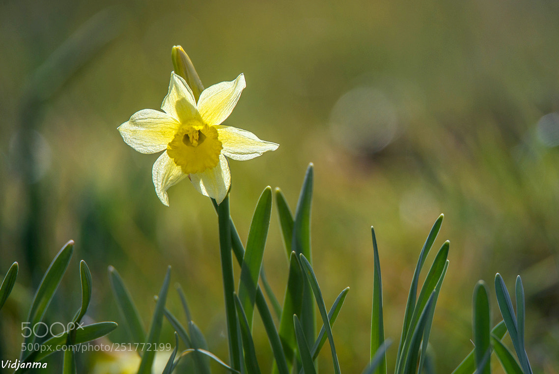 Nikon D610 sample photo. Transparence photography