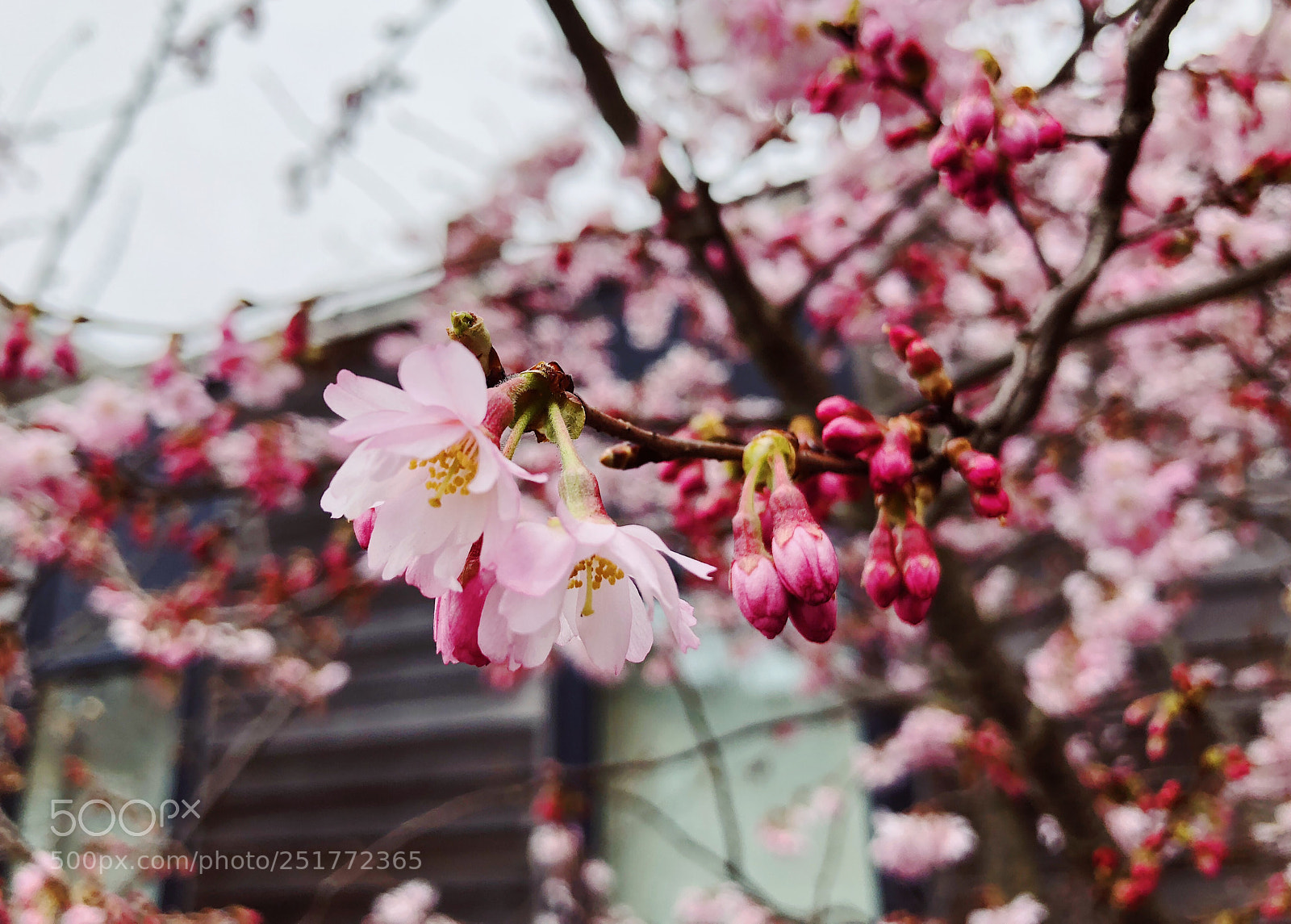 Apple iPhone 8 Plus sample photo. Sakura 2～ photography