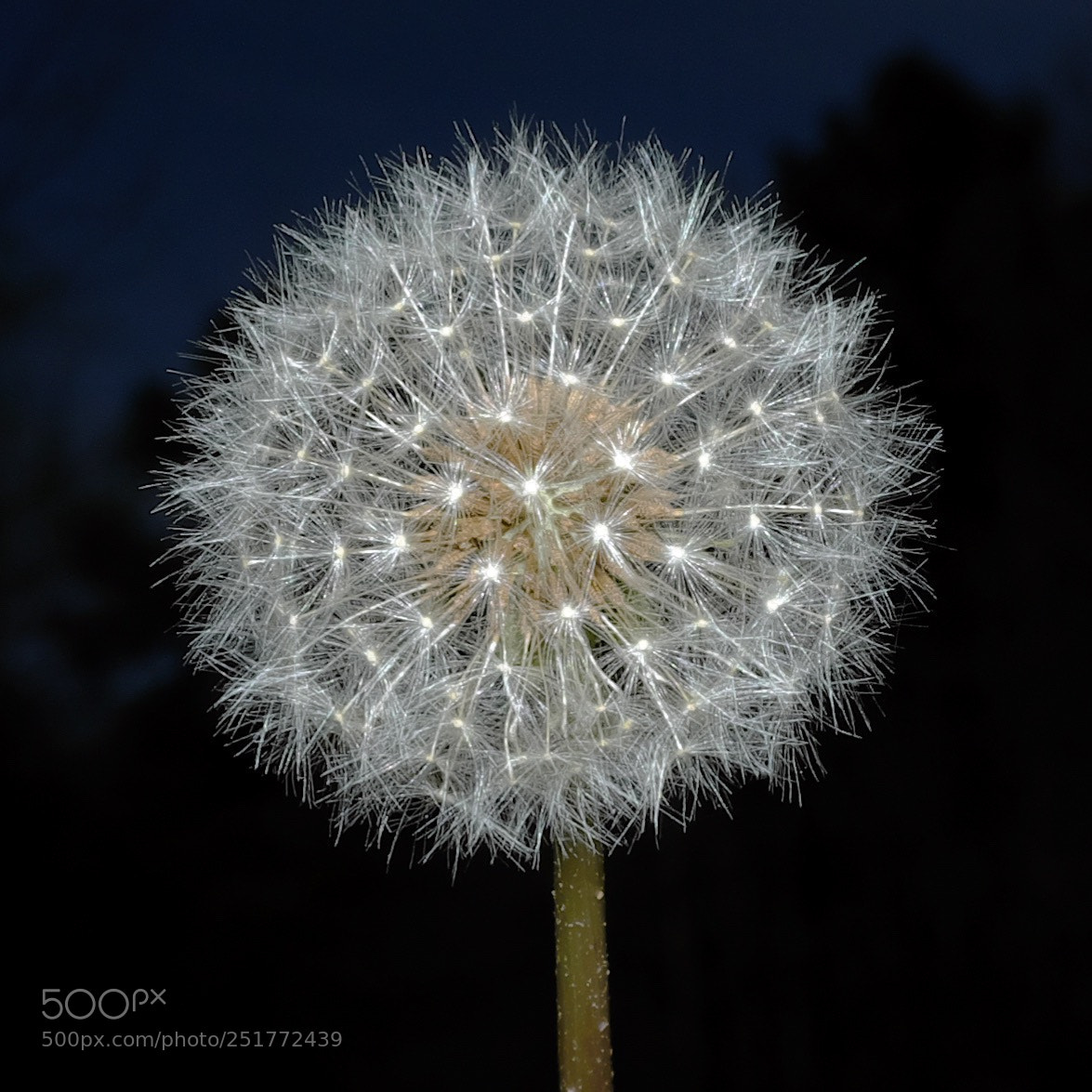 Fujifilm X100S sample photo. Sparkly dandelion photography