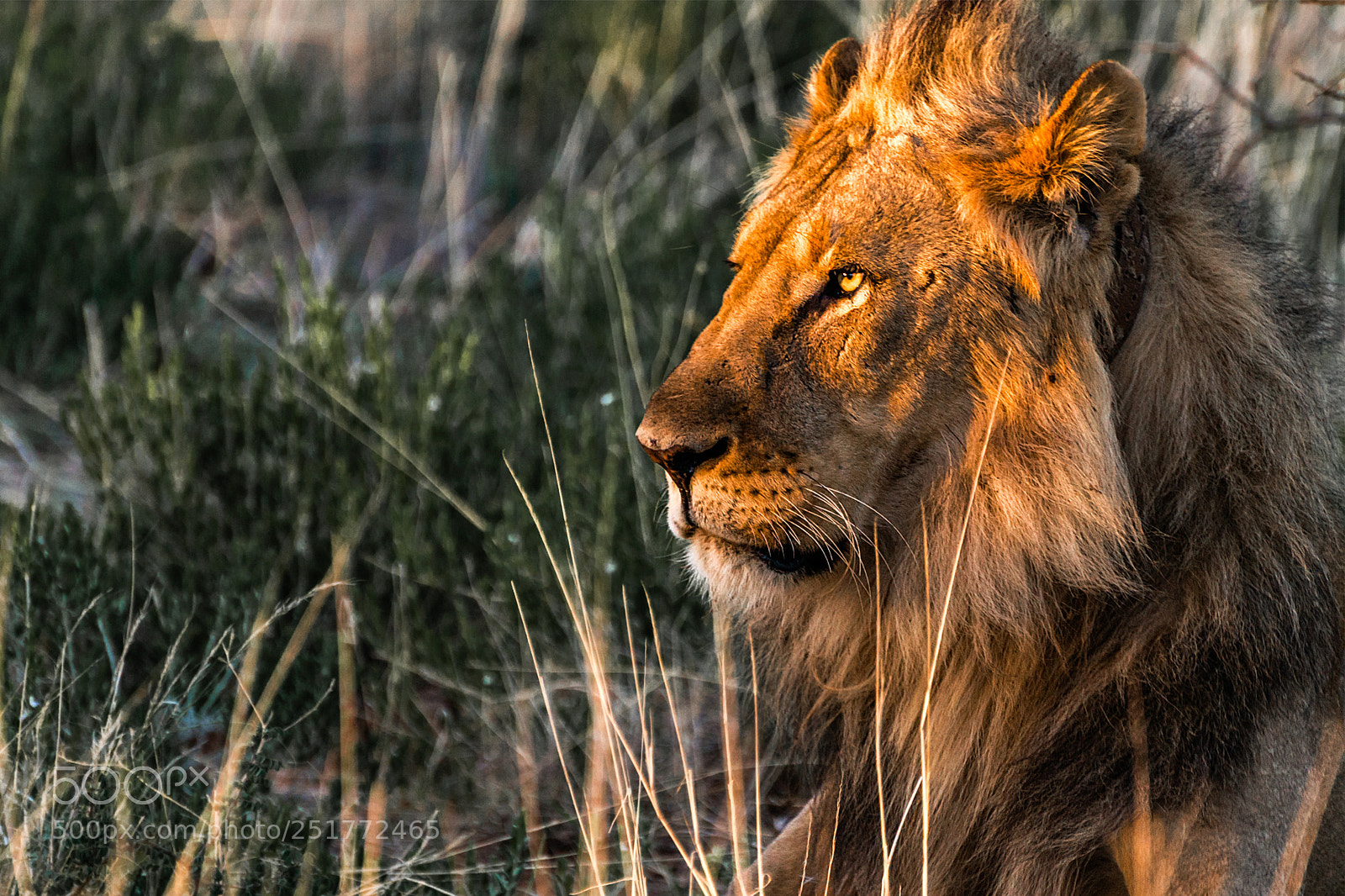 Nikon D800 sample photo. Namibia lion photography